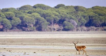 Un ciervo en el parque de Doñana, donde Gas Natural tiene previsto ampliar la extracción de hidrocarburos.