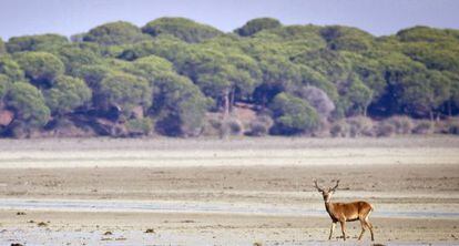 Un ciervo en el parque de Do&ntilde;ana, donde Gas Natural tiene previsto ampliar la extracci&oacute;n de hidrocarburos.