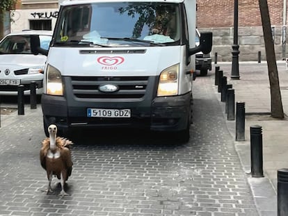 El buitre leonado de seis kilos rescatado este miércoles en el barrio de Malasaña, en pleno centro de Madrid.