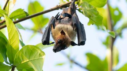 Descubren por qué los murciélagos apenas padecen cáncer