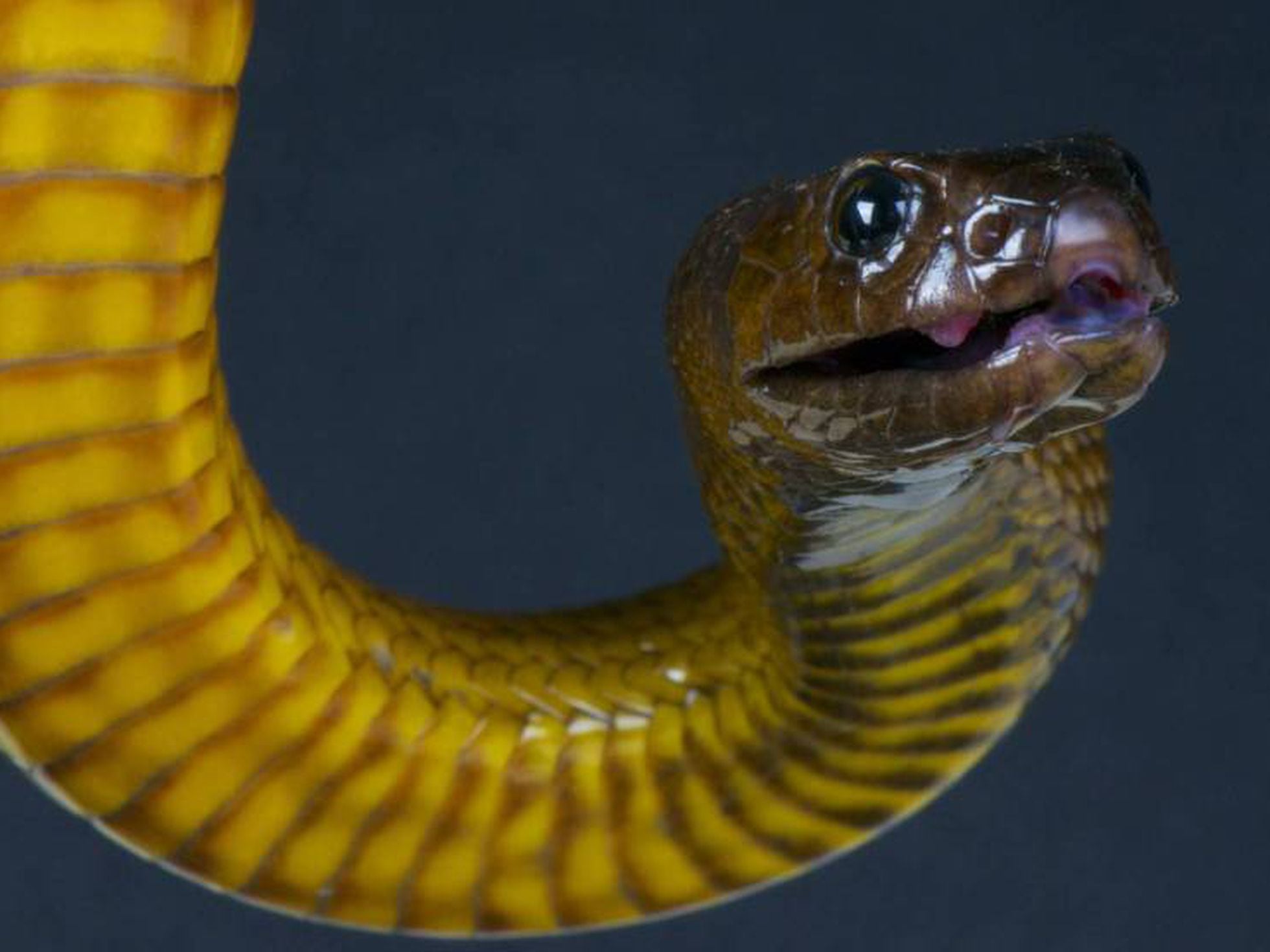 Confirmación ordenar brillo Taipán: Bichos asesinos: la serpiente más venenosa del mundo | El viajero  astuto | EL PAÍS