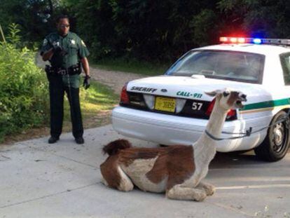 Dos polic&iacute;as detienen a una llama en 2013.