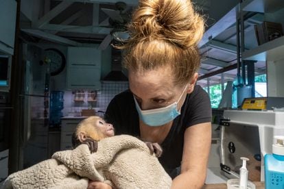 Encar García fundó el Jaguar Rescue Center en 2008 con su marido, el herpetólogo (experto en reptiles) italiano Sandro Alviani, que murió en 2016. Encar, bióloga y primatóloga de Barcelona, trabajó durante años con primates y mamíferos.