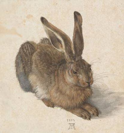 L’aquarel·la de Dürer d’una llebre és crucial en l’obra de Bastašic.