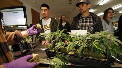 Clientes en un dispensario de marihuana en California.