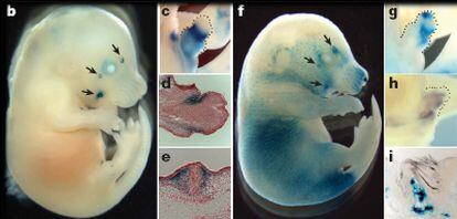 Imágenes de embriones de chimpancé (izquierda) y de ratón en los que se identifican algunas características reguladas por fragmentos de ADN ausentes en el ser humano.