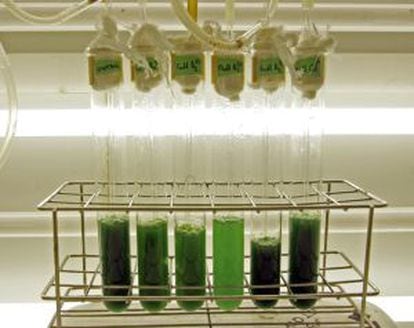 Ensayo de laboratorio sobre biocombustible.