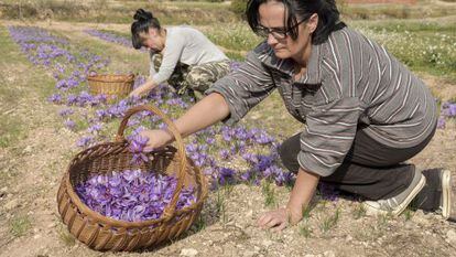 Dos cosechadoras de la flor del azafr&aacute;n en Les Garrigues.