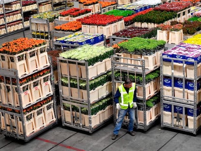 El mercado de flores más grande del mundo se encuentra en la localidad de Aalsmeer (Países Bajos).