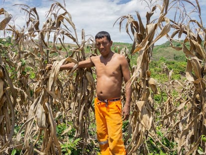 El maíz detrás de los incendios del Amazonas