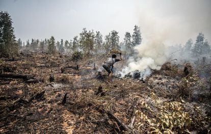 La quema de campos, un grave problema de nuestro tiempo | Planeta Futuro |  EL PAÍS