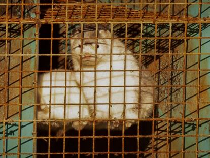 Un ejemplar de visón en las jaulas de la granja donde se encontraron animales contagiados de covid, en la provincia de Brabante, en Holanda.