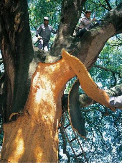 Saca del corcho en los alcornocales de Amorim, en el Alentejo portugu&eacute;s.