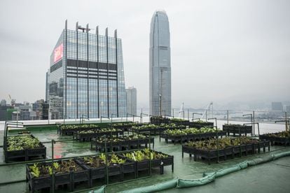 Vista general del huerto urbano con el perfil de la ciudad de Hong Kong de fondo en lo alto del Bank of America Tower en el distrito de Central en Hong Kong el 18 de Febrero de 2016 en Hong Kong, China.