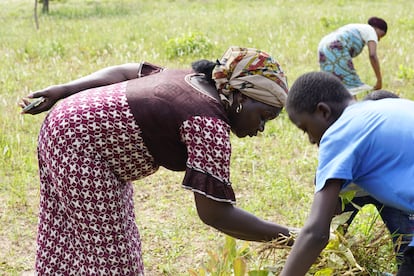 Solange Traoré es la presidenta de la organización Femmes Battantes (mujeres luchadoras, en francés) y la coordinadora de mujeres de la región de Haut-Bassins, cuya capital es Bobo-Dioulasso. Acudió al gobernador de la región, al director de la Cámara de Comercio de Bobo-Dioulasso y al ministro de Agricultura para conseguir semillas y abono orgánico para el campo.