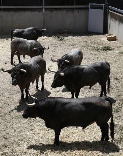 Toros de la ganadería de José Escolar Gil en los encierros de Sanfermines 2016.