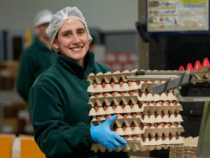 Empleados de Granja Campomayor, empresa que vende un millón de huevos diarios.