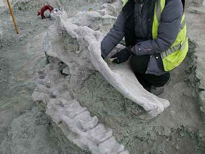 La paleontóloga Fátima Marcos, junto a restos de un dinosaurio hallados en la excavación cerca de Fuentes, Cuenca.