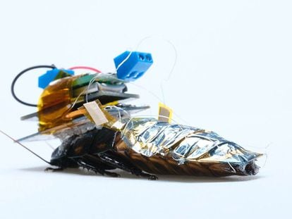 Una cucaracha silbante de Madagascar, con su dispositivo recargable creado por investigadores del instituto japones RIKEN.