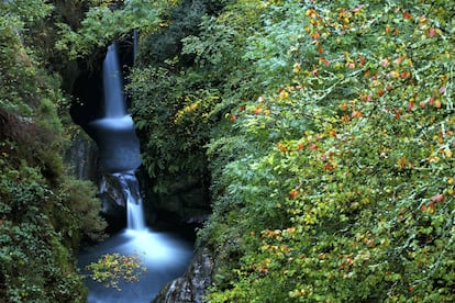 Los ecosistemas del parque natural Saja-Besaya (en la foto), el más extenso de Cantabria con sus 24.500 hectáreas, ofrecen áreas de pastizales, de acebedas, de abedulares, de brezales y de escobales, junto con bosques de roble y haya. Y múltiples posibilidades para el senderismo y la bicicleta de montaña: desde un sendero de la naturaleza de unos dos kilómetros adaptado a personas con discapacidad visual en Ruente hasta la Ruta de Bárcena Mayor al Pozo de la Arbencia, lineal, de 20 kilómetros, que se puede hacer andando o en bici. El centro de interpretación organiza excursiones (a Fonfría o un itinerario Mozagro-Camino del Requeté) y talleres familiares: el próximo, previsto en principio para el 10 de abril, es un seguimiento de fauna a través de sus huellas. <a href="https://redcantabrarural.com/post-portfolio/centro-de-interpretacion-pn-saja-besaya-y-enp-de-saja-nansa/ " rel="nofollow" target="_blank">redcantabrarural.com</a>