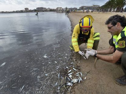 Dos operarios trabajan en la limpieza de algas podridas en la playas del Mar Menor (Murcia).