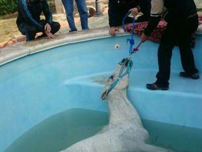 Bomberos del Consorcio Provincial de Valencia rescatan al caballo del interior de una piscina en Llíria.