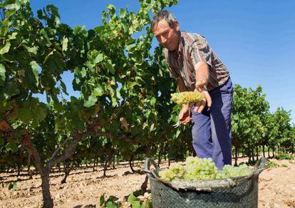 Inicio de la vendimia Aldeanueva, La Rioja.