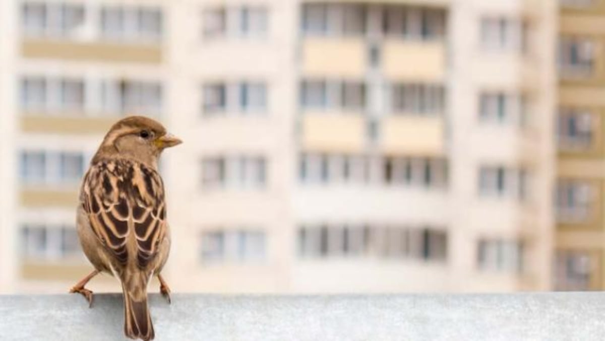 El picoteo en terrazas de bar de restos de patatas fritas o pan debilita a los gorriones | Clima y Medio Ambiente
