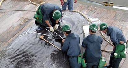 Miembros de una flota de barcos balleneros miden el per&iacute;metro de un cachalote. Regresaron a Jap&oacute;n tras la caza de 158 ballenas. 