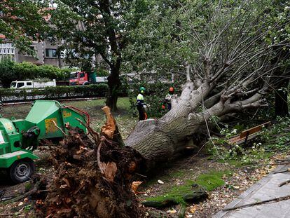 El viento provoca más de 155 intervenciones por caída de ramas y mobiliario