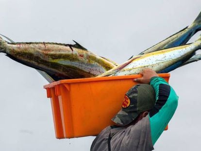 Un hombre carga con el atún que será vendido en la playa de La Poza, cerca del puerto de Manta (Ecuador).  