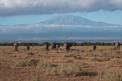 Una manada de elefantes en la zona del Parque Amboseli, con el monte Kilimanjaro al fondo.