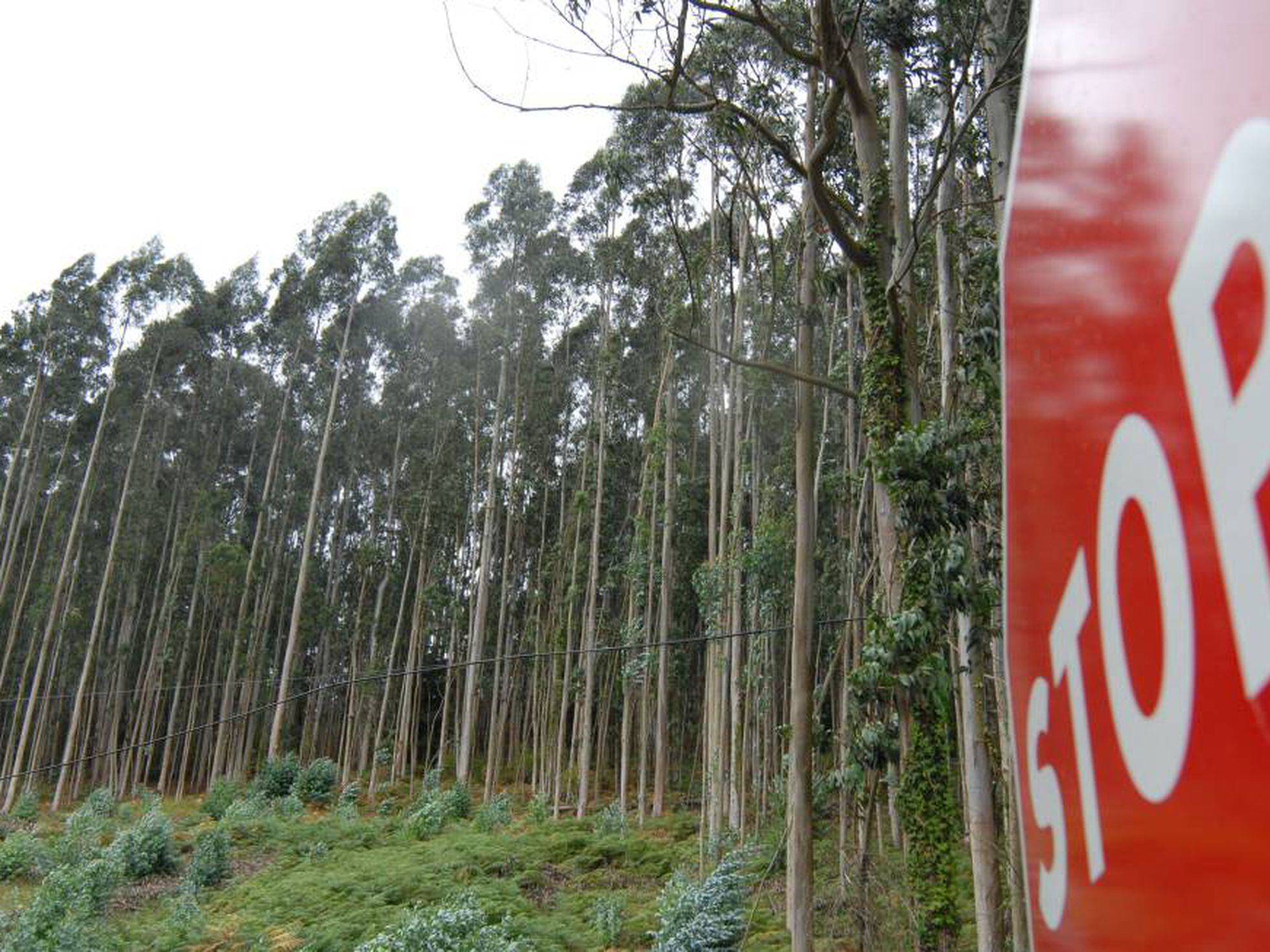 La Xunta reduce al mínimo los trámites para facilitar las talas de árboles  | Galicia | EL PAÍS