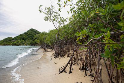 En las costas de esta región del Golfo del Darién son comunes los bosques de manglar, barreras naturales que protegen los alrededores de la erosión, las marejadas y los huracanes.