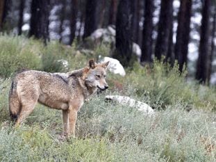 Un ejemplar del Centro Temático del Lobo Ibérico, en Robledo (Zamora).