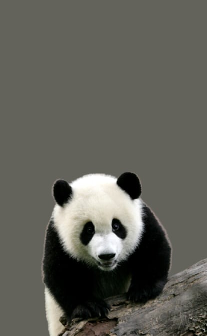 Los pandas ya no se extinguen; se expanden