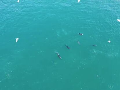 La fauna marina se sigue abriendo paso: una manada de delfines a vista de dron en el estrecho del Bósforo