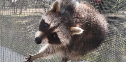 Un mapache en el Centro de Recuperaci&oacute;n de Animales Silvestres.