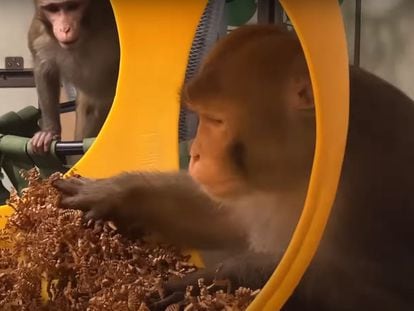 Dos macacos en los estudios del proyecto PRIME de Neuralink.