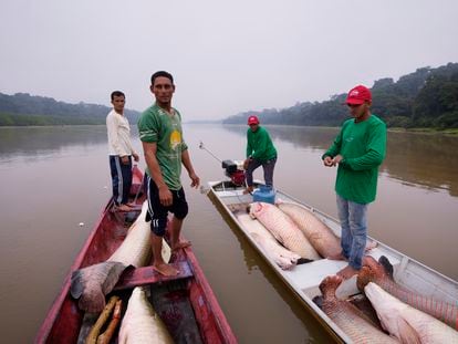Pescadores acercan dos botes para pasar los peces pirarucús de la canoa de remos en que fueron pescados al bote motorizado, que los transportará a un barco de procesamiento, en Carauari (Brasil).