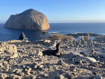 Un polluelo de albatros patas negras en la Isla de Guadalupe, en Baja California (México).