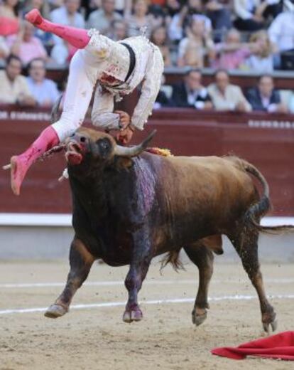 El novillero Fernando Rey, levantado por los aires por su segundo astado durante el cuarto festejo de la Feria de San Isidro, en Las Ventas.