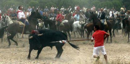 Un participante en el torneo del Toro de la Vega clava su lanza sobre Elegido, de 596 kilos, el pasado martes en Tordesillas.