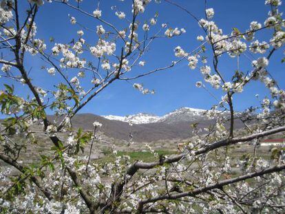 Cerezos en flor en el Valle del Jerte.