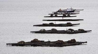 Bateas de mejillón en la ría de Arousa.