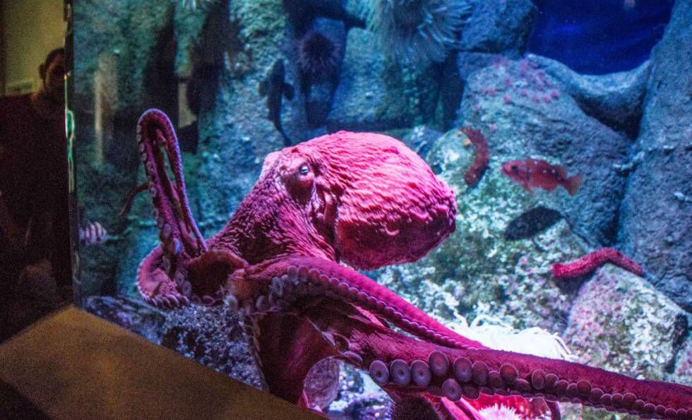 Un pulpo en un acuario.