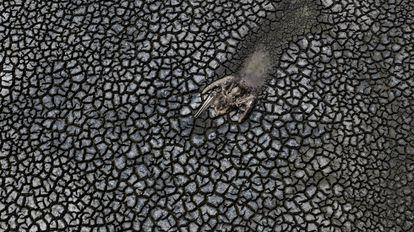 Un pelícano yace en el suelo tras quedar atorado en el fango en busca de agua.