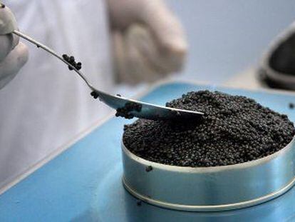 Caviar en una piscifactoria. 