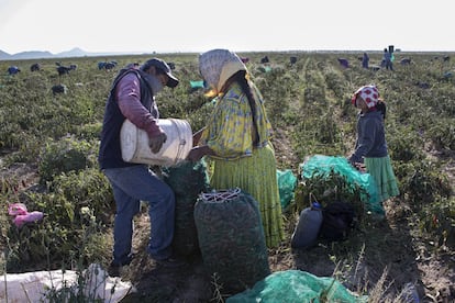 Las monosilábicas conversaciones con los rarámuri se estancan en algún punto. La mayoría hablan un castellano limitado, nunca lo necesitaron en la inhóspita serranía donde tampoco había escuelas. “Lo imprescindible, de entrada, es un traductor. Sin poderse comunicar, no pueden acceder a ningún derecho.