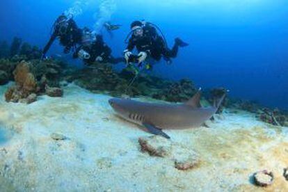 Inmersión con tiburones oceánicos en isla Cocos, en Costa Rica.